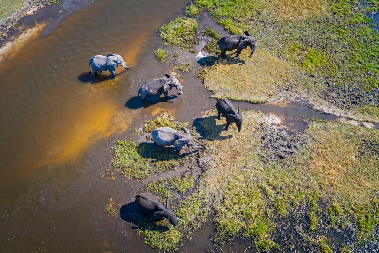 Botswana from Desert to Delta