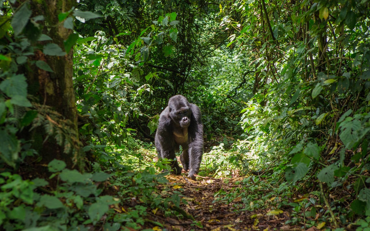Uganda Gorilla Trekking & Big Game
