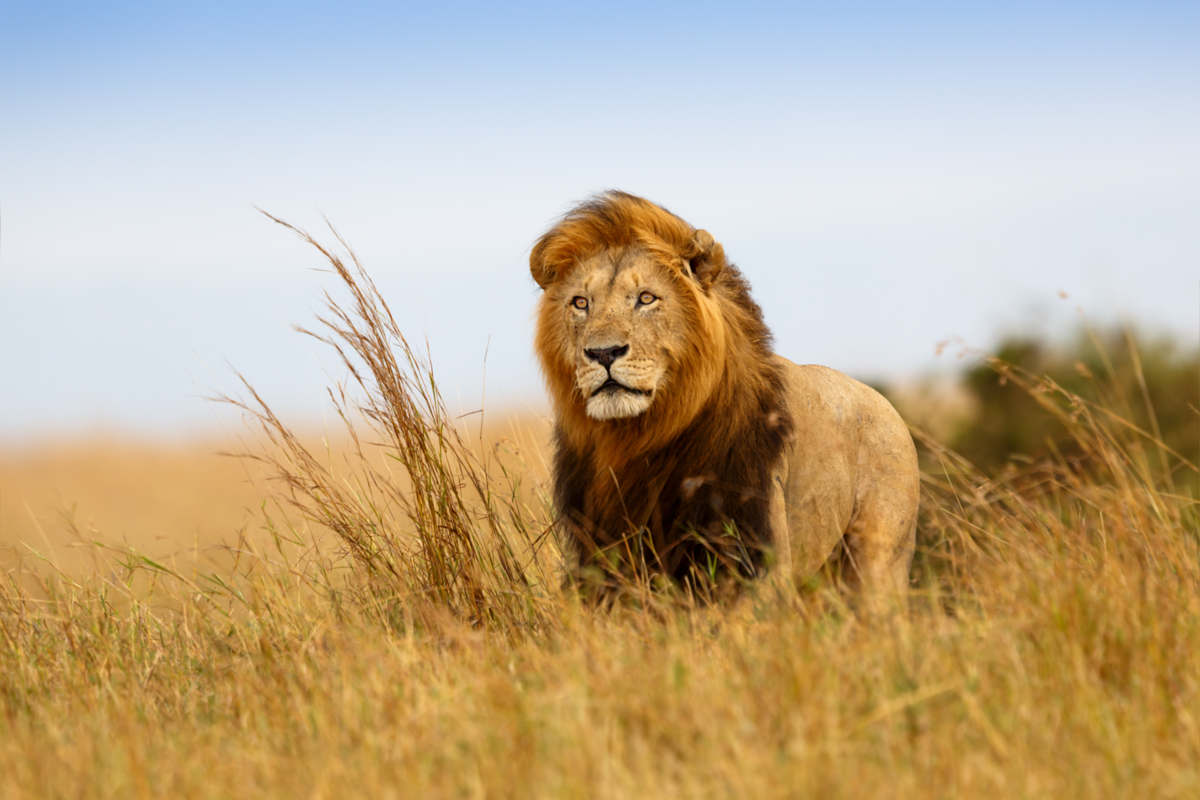 Ishara Mara, Masai Mara