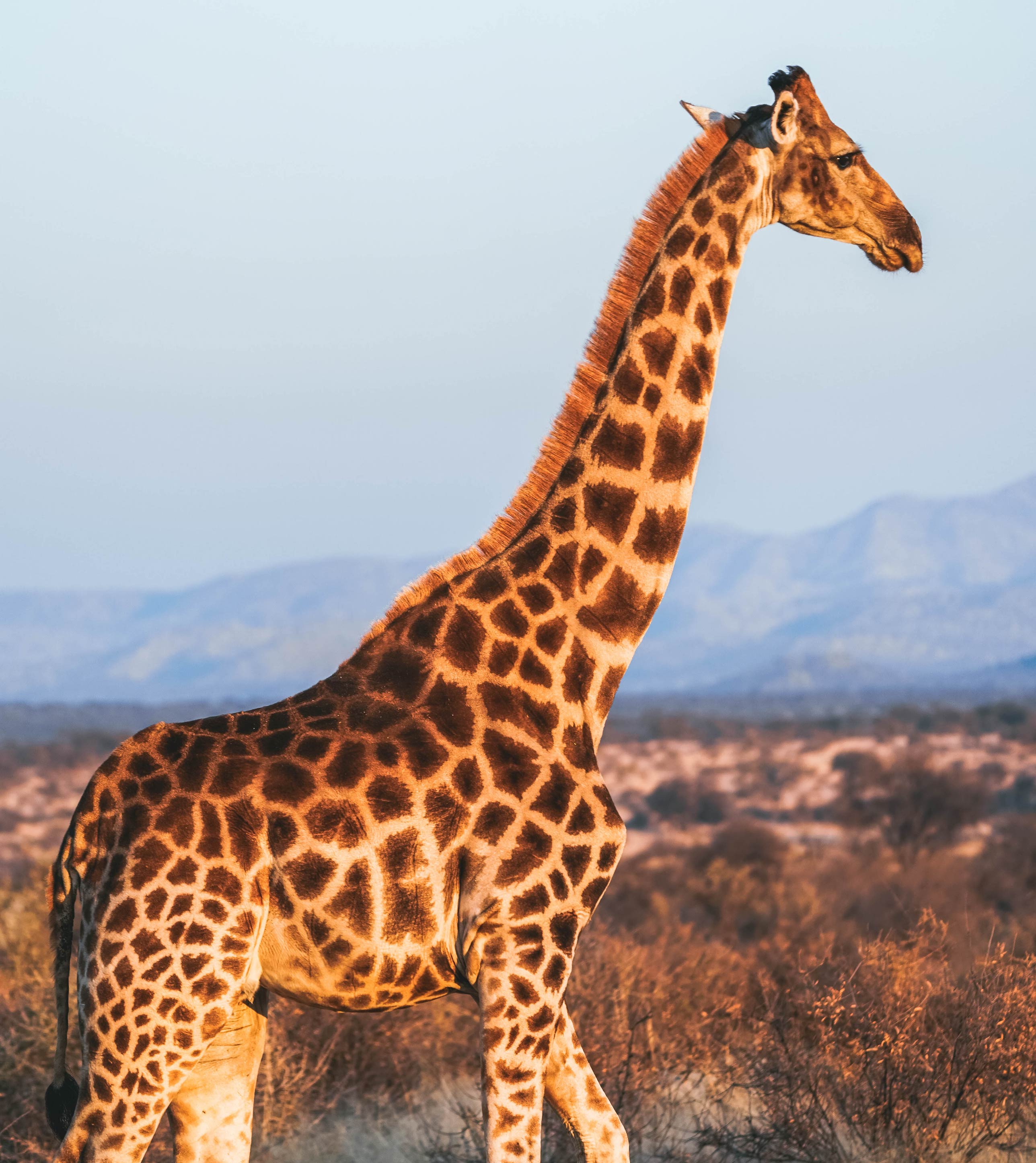 Giraffes in the African savannah